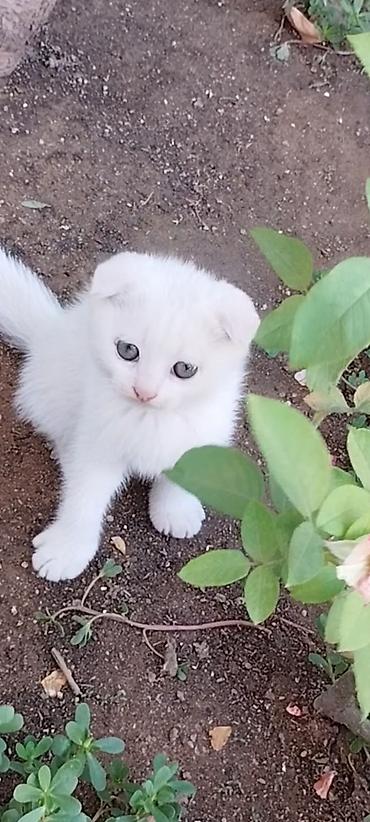 Pişiklər: Şotland yastı qulaq, Dişi, Yaxşı əllərə, Ünvandan götürmə — 2