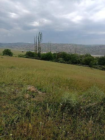 Torpaq sahələrinin satışı: Kənd təsərrüfatı — 1