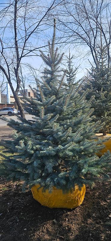 Искусственные ёлки: Ёлка,сосна,голубые ели,пихта,берёза — 20