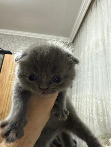 Pişiklər: Temiz şatlan pişiyidi -da lalafo.az — 11 Pişiklər: Temiz şatlan pişiyidi — 11