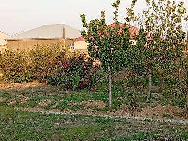 savalan torpag: Tikinti, Kupça (Çıxarış) — 6
