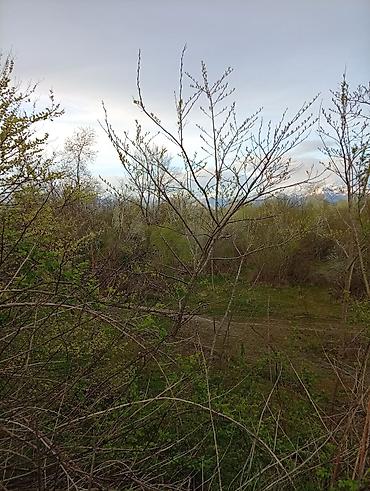 Torpaq sahələrinin satışı: 38 sot, Tikinti, Mülkiyyətçi, Kupça (Çıxarış) — 22