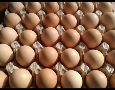 сколько стоит яйцо породы 500 в бишкеке: Куплю домашние яйца для инкубации не порода. От 13 до 15 сомов