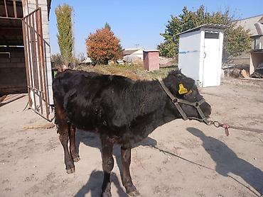 кара балта тук: Продаю | Бык (самец) | На откорм | Привязанные — 1