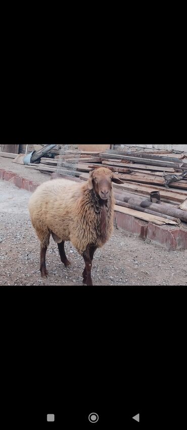 beyləqan qoyunu: Erkək, Qala, il: 1, Damazlıq, Ünvandan götürmə