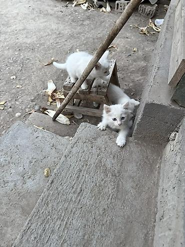 каракол кошка: Белоснежные котята с голубыми глазами — 1