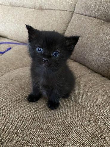 Отдам даром кошку: Отдам в добрые руки котят 🐱 Чудесные мальчики 🖤 Возраст-7 недель 💛 — 3