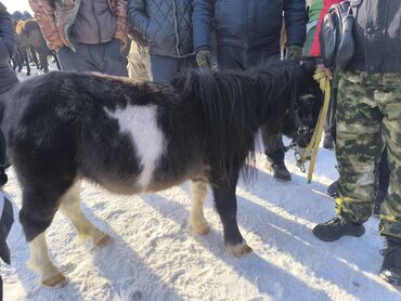 теке сатылат: Башка а/ч жаныбарлары