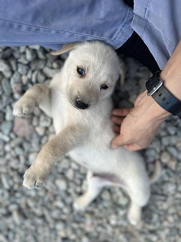 Продажа собак: 1 месяц, Самец — 11