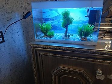 gəncə toyuq satan: Dördbucaq akvarium, Boş, 10 l, Ödənişli çatdırılma — 1