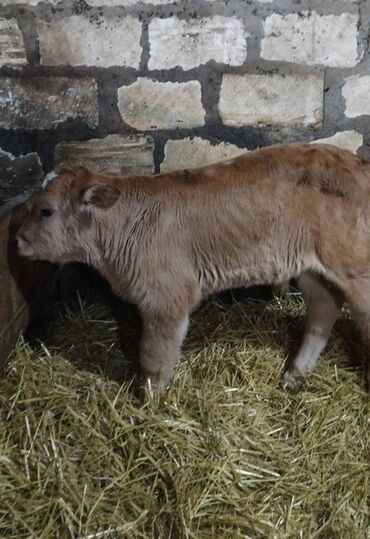 Dana, buzov: Sağlam Erkek ve Dişi Buzovlar — 12