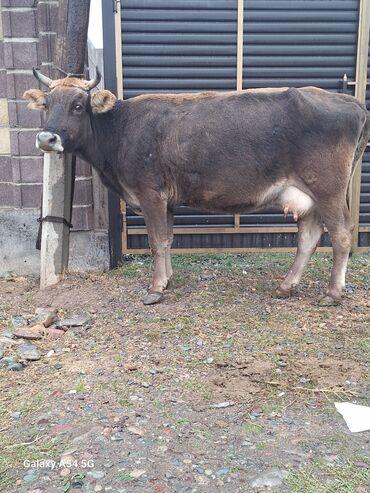корова дойный: Сатам | Уй (ургаачы) | Сүт алуу үчүн | Байланган