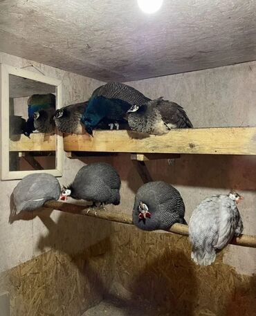 купить декоративных курей: Продаю | Петух, Куры