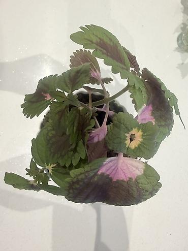çilədağı bitkisi hardan almaq olar: Coleus parlaq, naxışlı və müxtəlif rəng çalarlarına (qırmızı — 4
