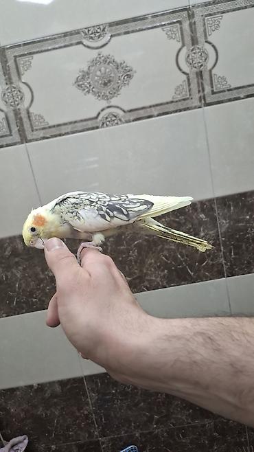 amadin qusu: “Karela (cockatiel) quşları satılır. 1 cüt (erkək və dişi, 1 yaş) + 2 — 1