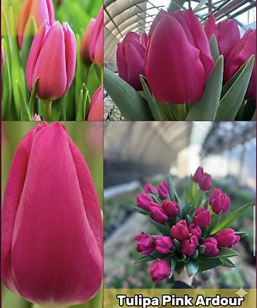 Букеты из живых цветов: ТЮЛЬПАНЫ ИЗ ГОЛЛАНДИИ 50 САНТИМЕТРОВ. ОПТОМ И В РОЗНИЦУ Оптом по — 4