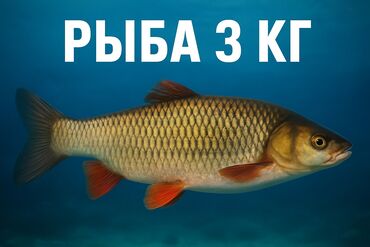 куплю рыбу форель: Свежий, 3 кг