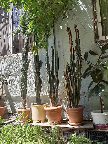 Təcili satılır balacası 50 böyüyü100 əlaqə nömrəsi 0505366490 adı lalafo.az -da Təcili satılır balacası 50 böyüyü100 əlaqə nömrəsi 0505366490 adı