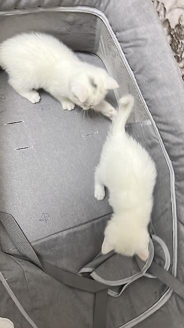 Продажа кошек: Скотиш Страйт (Шотландская прямоухая), 2 месяца, Девочка, Белый, Приучена к лотку — 4