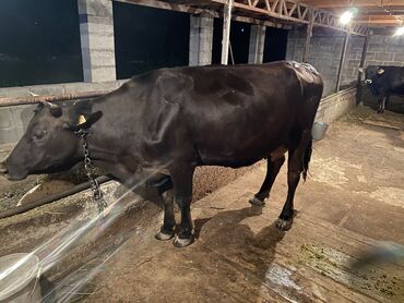 быки породистые: Продаю | Корова (самка) | Алатауская | На откорм, На забой, Для разведения | Стельные