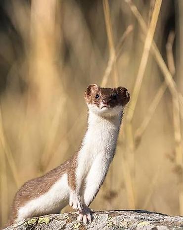 bala doşan: Elan: Gelincik alınır Axtarılan: Gelincik (Mustela nivalis/ermine — 1