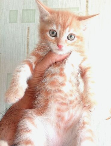 купить собаку объявления: Tabbi, Dişi