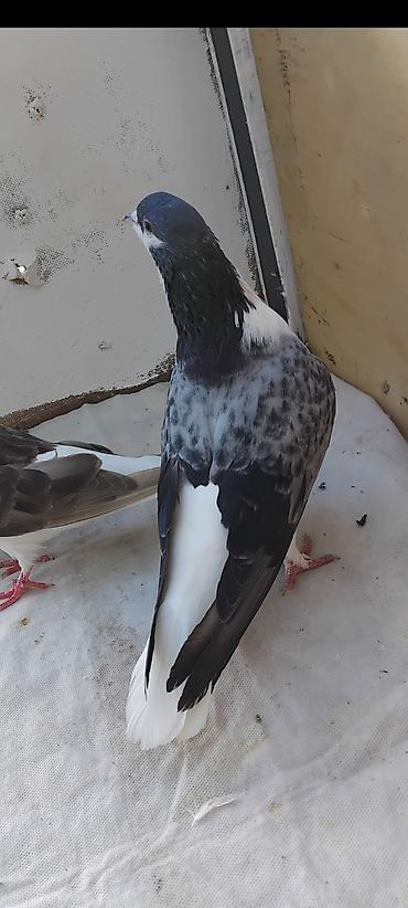 at satisi qiymetleri: 12 eded delfin 5 eded dekarativ qus topasin goturen olarsa 160 manat — 4
