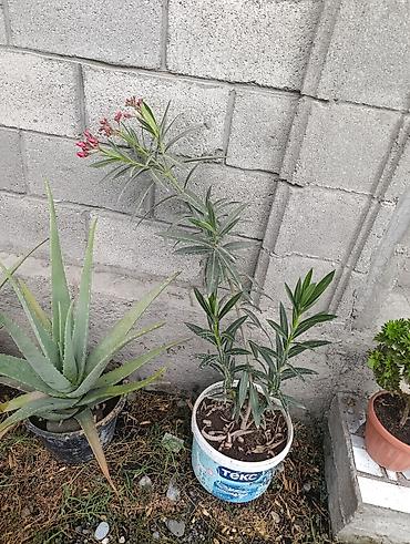 комтер: Олеандр (Nerium oleander) в горшках - Кустовые саженцы разной высоты — 1