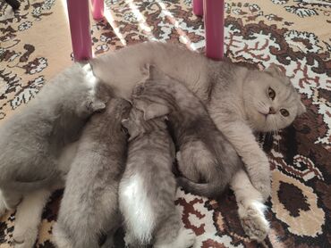 Продаются шотландские породистые котята. Родились 21 февраля скоттиш
