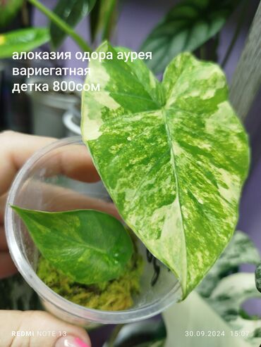 дом печка: Продам деток алоказий :одора аурея вариегатная азлани Блэк вильвет