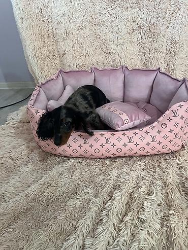 labrador retriver stene: Dugodlaki patuljasti jazavičari merle boje Dugodlaki patuljasti — 3