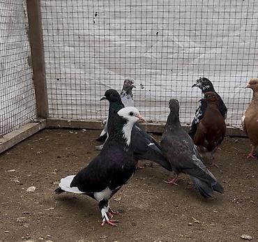 ev qus: 8 göyerçin satılır. Tek Tek Satılmır — 8