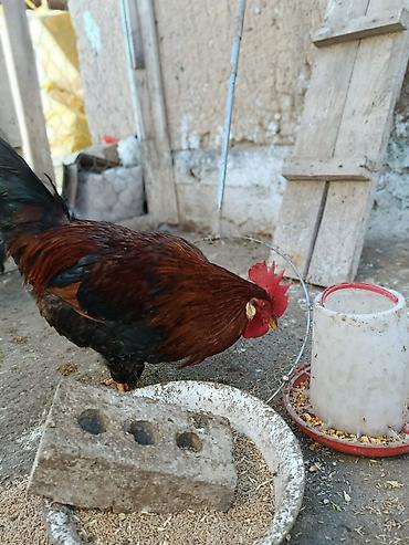 Куры, петухи: Продаю | Петух, Цыплята, Куры | Полубрама, Бройлерная, Суссекс | На забой, Для разведения, Несушки — 9