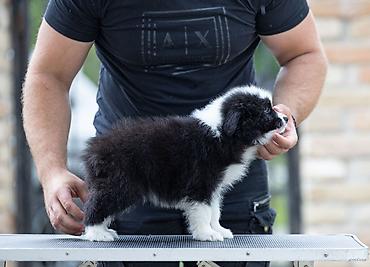 lepi psi: Na prodaju 9 šteneta Border Collie, iz dva različita legla. - Jedno — 2