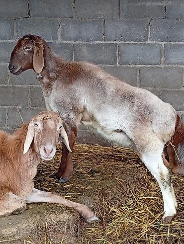 Баран, овца: Продаю | Овца (самка) | Для разведения | Матка — 11