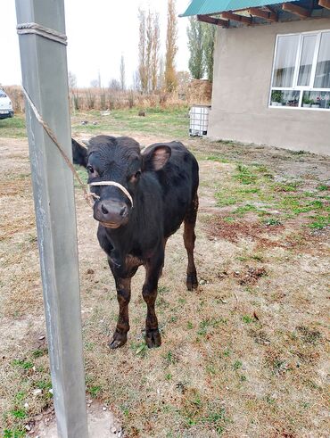 показы 1 354 72 договорная кошка даром британская короткошёрстная 1 год мальчик метис 2 позвонить написать: Продаю | Бык (самец) | Алатауская | На откорм, Для разведения | Племенные