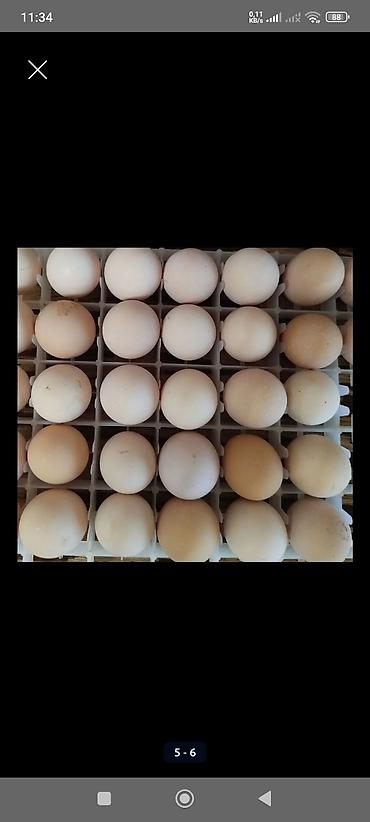 kirpi satisi: Toyuq, Australorp, Yumurtalıq, Ünvandan götürmə, Ödənişli çatdırılma — 5