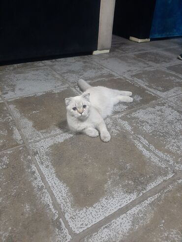 Pişiklər: Şotland yastı qulaq, Dişi — 9