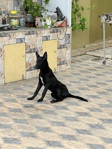 atın balası: Belçika çoban iti, 5 ay, Peyvəndli, Pulsuz çatdırılma — 2