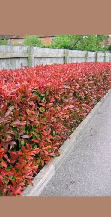 домашние растения: Фотиния красная Прайслист на весну 2024 Пихта Нормана 150.0₼ Голубая