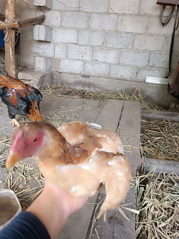 пансионат жар птица иссык куль: Продам курицу Шамо