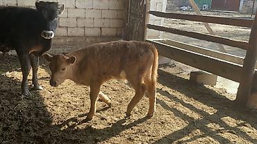 Коровы, быки: Продаю | Бык (самец) | Швицкая | На откорм — 5