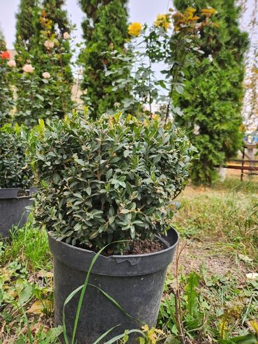 Декоративные деревья: Продаются хвойные и лиственные деревья🌲🌳 - Голубая ель от 0,8-5м - at lalafo.kg — 24 Декоративные деревья: Продаются хвойные и лиственные деревья🌲🌳 - Голубая ель от 0,8-5м - — 24