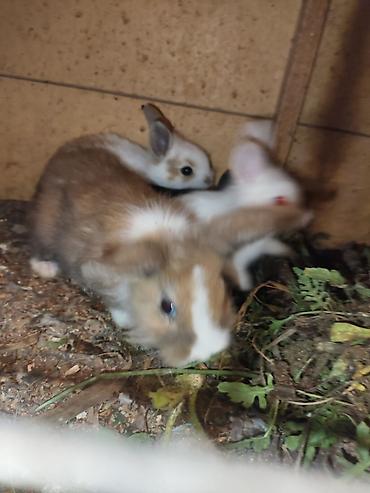 Dovşanlar: Karlik bala dovşanlar bala dovşanlar satılır dovşanlar dovşan — 6