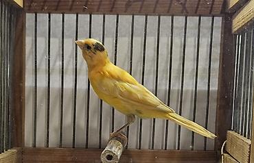 quzu satisi: Bulbul. kanareyka 7-8 ayliq erke. oxuyur. sekil oz seklidir. elave — 1