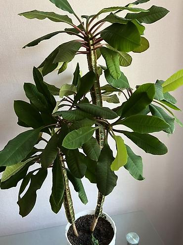 Молочаи: Молочай гребенчатый (Euphorbia leuconeura), комнатное суккулентное — 3