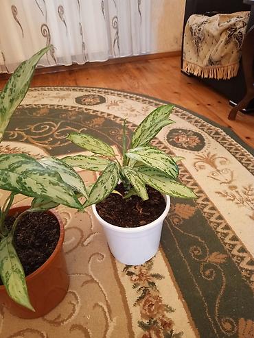 sitili: Aglaonema (Çin həmişəyaşılı) otaq bitkiləri - Növ: Aglaonema — 3