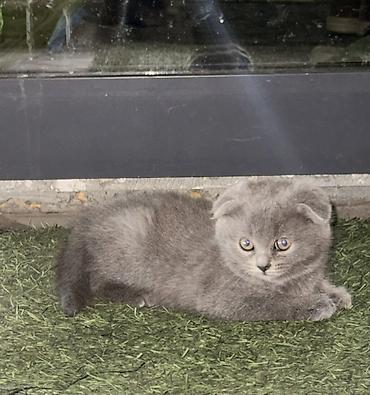 Продажа кошек: Шотландские вислоухие котята (Scottish Fold), голубой окрас. Отдадим — 5