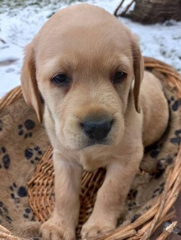 Psi: Labrador štenci na prodaju u žutoj i crnoj boji, oba pola u ponudi na lalafo.rs — 6 Psi: Labrador štenci na prodaju u žutoj i crnoj boji, oba pola u ponudi — 6