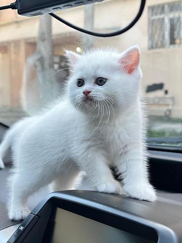 Pişiklər: Britan — 2